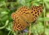 Argynnis paphia